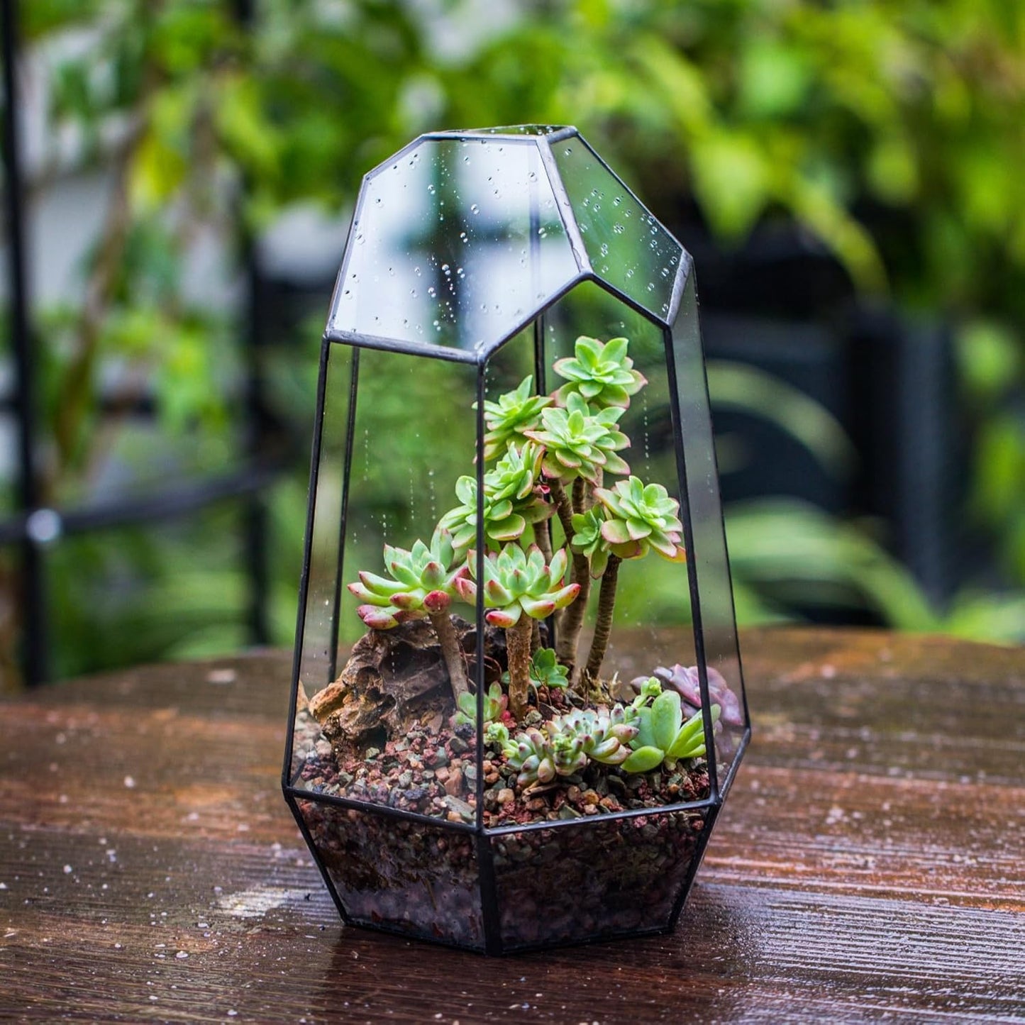 Geometric Plants Terrarium Planter - Glass Terrarium for Succulent, Cacti - 6.5X5.7X9.8 Inches - Indoor Tabletop Irregular Opened Container Pot for Home, Garden, Office Decor, Black (No Plants)