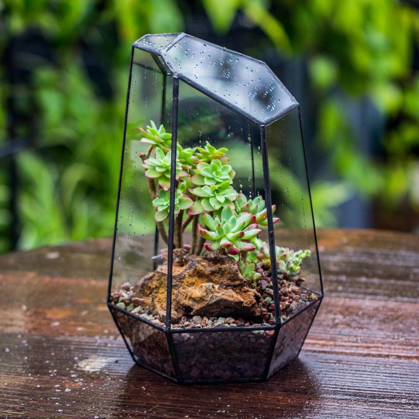 Geometric Plants Terrarium Planter - Glass Terrarium for Succulent, Cacti - 6.5X5.7X9.8 Inches - Indoor Tabletop Irregular Opened Container Pot for Home, Garden, Office Decor, Black (No Plants)